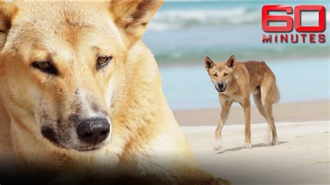 Are Dingoes Dangerous To Humans