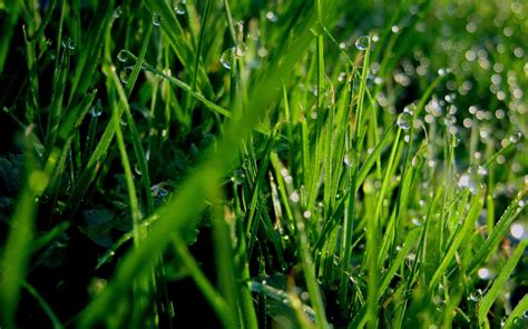 1366x768 Resolution Green Grass Macro Photography With Dew Drops Hd