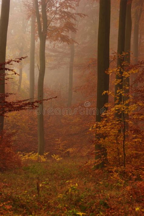 Path In A Foggy Forest Stock Image Image Of Forest Countryside 45768345