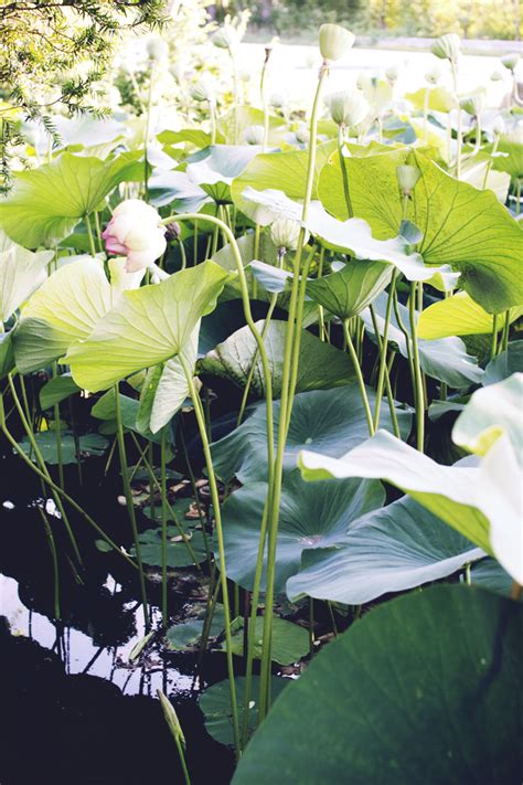 Surprise Lotus Pond Our Natural Heritage
