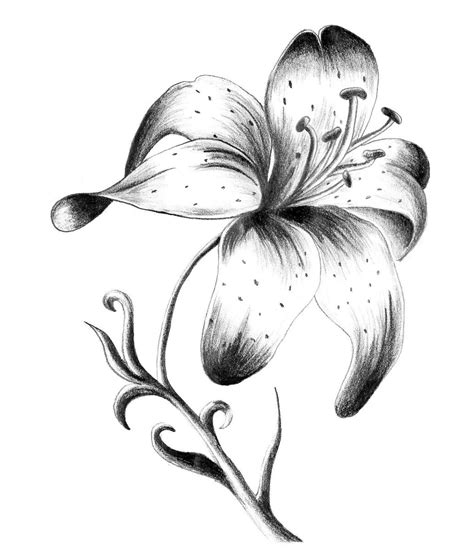Lily Sketch Tattoo At Explore Collection Of Lily Sketch Tattoo