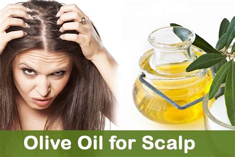 To fully understand how olive oil can possibly help regrow hair it is important to understand how the hair growth cycle works. Olive Oil for Scalp - The Olive Tap