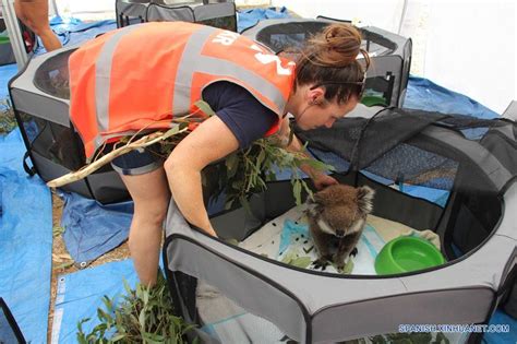 Australia Koalas Descansan En Adelaide Koala Rescue Spanish