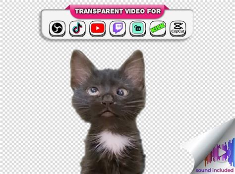 Meowing Cat Meme Transparent Background Funny Cat Meow Tiktok Talk