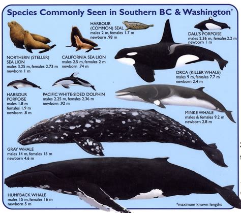 Whale Chart Repinned By Keva Xo Whale Mammals Orca Whales