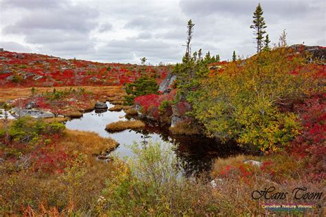 Fall in Nova Scotia | Scotia, Nova scotia, Fall foliage