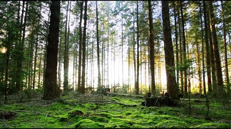 Panning Up From A Green Forest Floor Free Stock Video Download Free