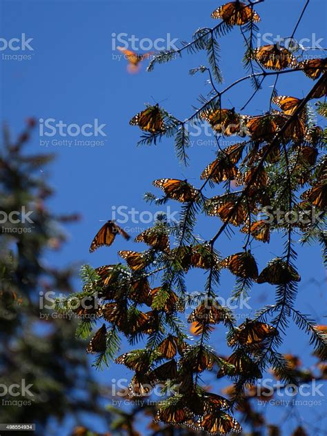 Monarch Butterflies On Tree Branch In Blue Sky Background Stock Photo