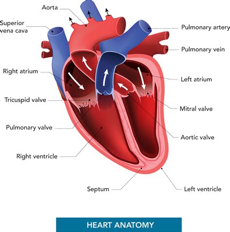 Heart Valve Surgery Cvskl