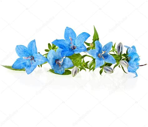 Campanula Blue Flower Isolated On White Background — Stock Photo