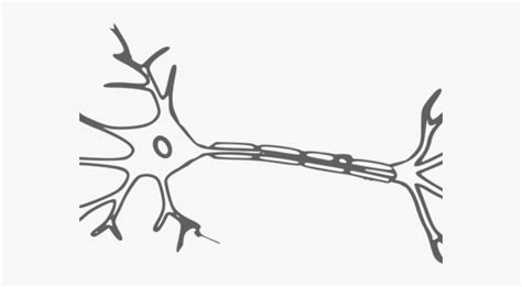 Check spelling or type a new query. 27 Simple Neuron Diagram - Wiring Database 2020