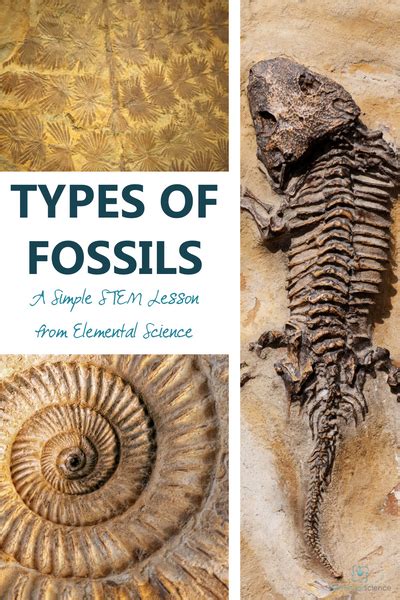 Aprender Acerca 74 Imagen Types Of Fossil Preservation Ecovermx