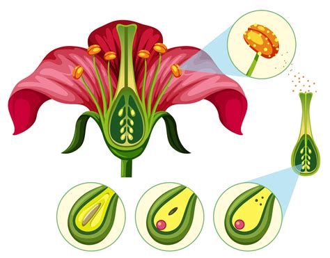 Flower Organs And Reproduction Parts 294579 Vector Art At Vecteezy