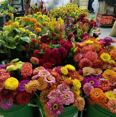 Eden Garvin Fresh Cut Flowers Singapore 5 Places In Singapore To Get