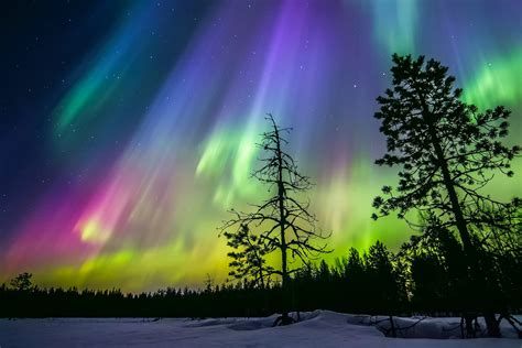 Finland Winter Night Sky Star Northern Lights Snow Forest