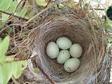 Pictures of House Finch Eggs Color