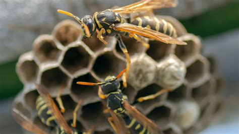 An Expert Explains The Safest Way To Remove A Wasp S Nest From Your Home Exclusive