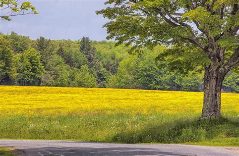Vermont Yellow Spring Field Photograph By Tom Singleton