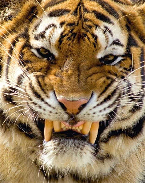 An Amur Tiger Showing Off A Snarl Scary Animals Animals And Pets Wild