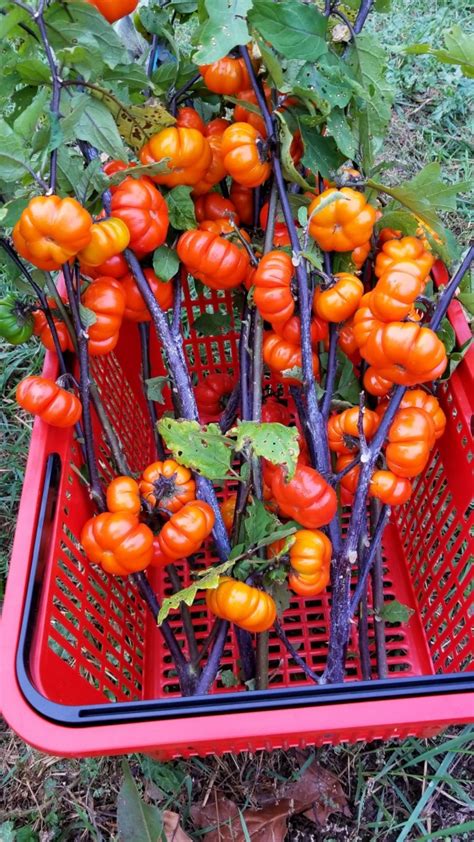 This variety produces multiple deep orange/red 'pumpkins'. Ornamental Eggplant 'Pumpkin on a Stick' Seeds (Certified ...