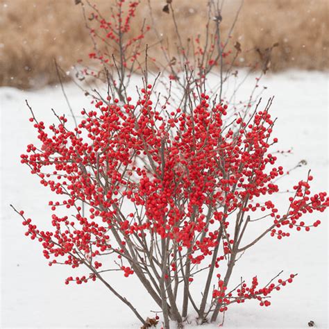 Berry Poppins Winterberry Ilex Verticillata Proven Winners