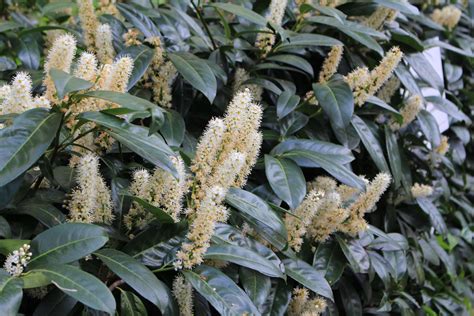 How to Successfully Grow Cherry Laurels A Field Guide to Planting
