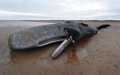 Photos Whales Wash Up On European Shores Al Jazeera America