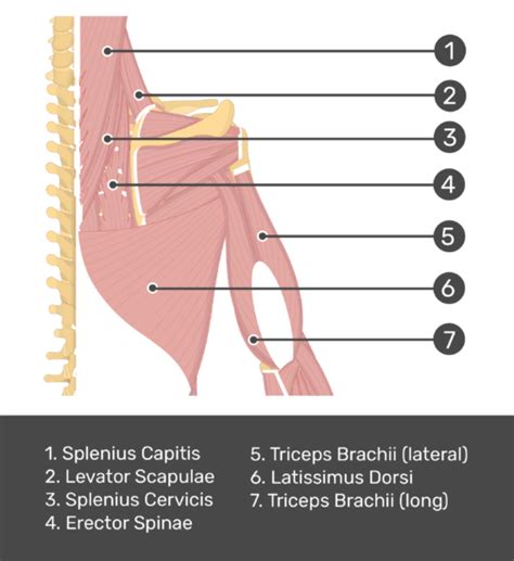 Latissimus Dorsi And Erector Spinae Anatomy For Sculp Vrogue Co