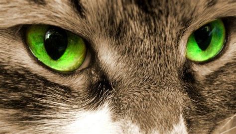 Why Do Cats Eyes Glow?
