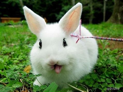 Cool Animals Pictures 25 Amazing Cute Rabbits Wallpapers