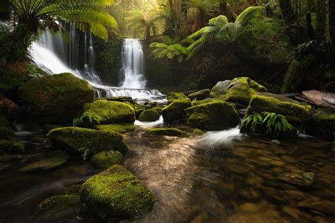 Download Greenery Fern Plant Rainforest Forest Nature Waterfall Hd