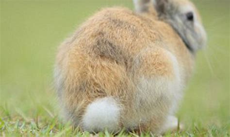 What Is The Purpose Of A Rabbits Tail