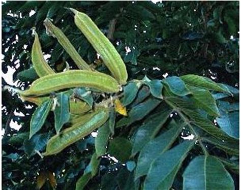 The flowers re near the ends of branches. Ice Cream Bean - Inga edulis tree.JPG