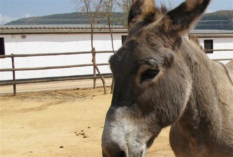 2000s A New Millenium For Donkey Care The Donkey Sanctuary