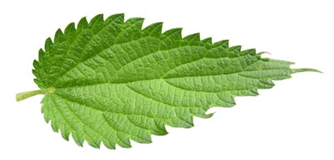 2095 transparent png of leafs. Herb & Hedgerow » For people who love & make botanical ...