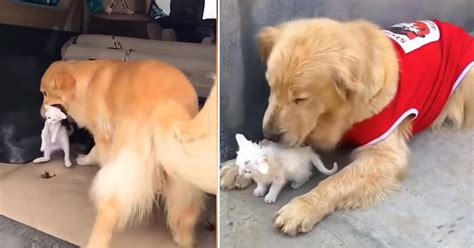 Golden Retriever Saves Stray Kitten Brings Her Home And