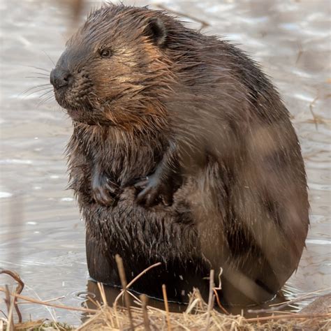 Photographer Gets Shots Of A Lifetime After Beaver Plops Down Next To