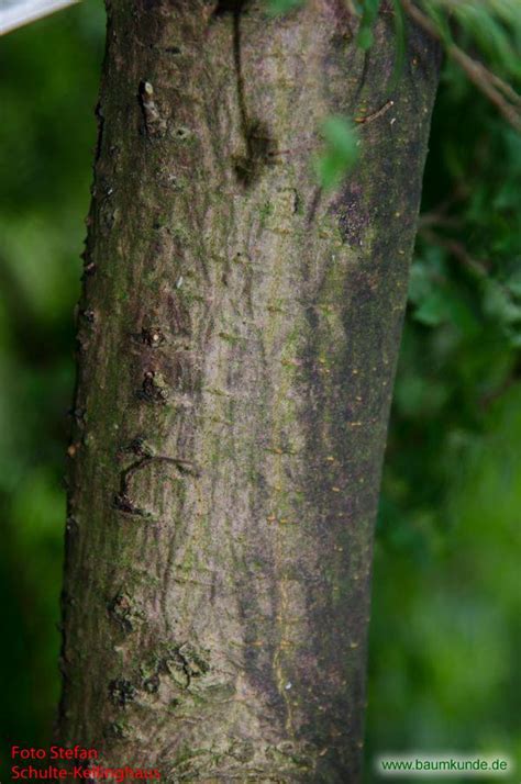 Die rinde wird im frühen frühling vom. Ulme 'Jacqueline Hillier' (Ulmus minor 'Jacqueline Hillier ...