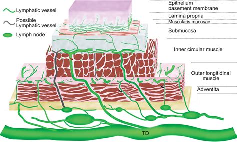 Full Text Anatomy Of Lymphatic Drainage Of The Esophagus And Lymph