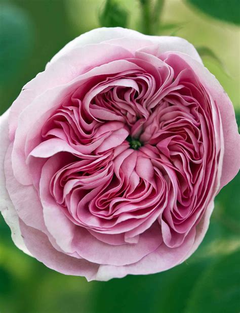 14 Lush English Roses For Your Garden