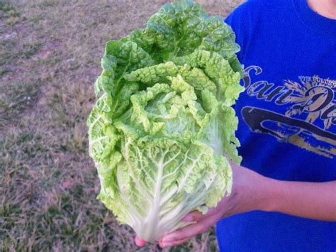 Napa cabbage thrives during the. Napa Cabbage ( How To Grow ) | Garden The Easy Way