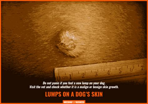 Skin Growths On Dogs Types Causes Diagnosis And Treatments