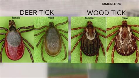 Early Spring Fueling Surge In Deer And Dog Ticks Youtube