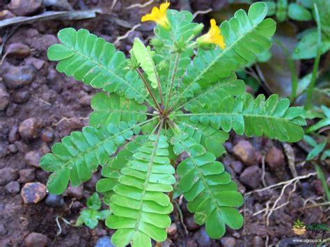 Mukkutti Plant For Sale In India Online Plant Nursery