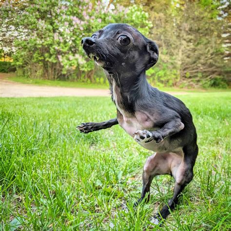 Chihuahua With Birth Defect And Permanently Broken Legs Had No Hope