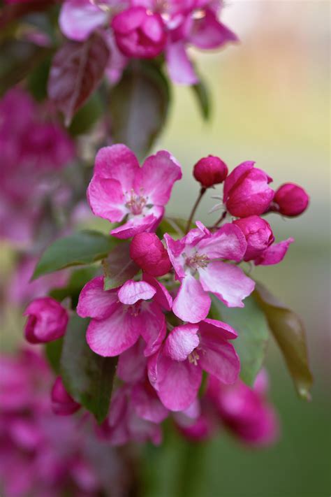 Free Images Nature Blossom Flower Petal Bush Botany Pink Close