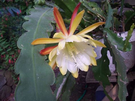 The large white areoles produce brownish yellow spines, the central spines being up to 10 cm (3.9 in) long, the radial spines only up to 4 cm (1.6 in). Queen of the Night. Night blooming Cereus. | Plant night ...