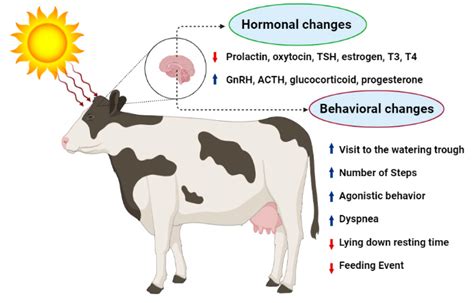 Applied Sciences Free Full Text Effect Of Heat Stress On The Behavior Of Lactating Cows