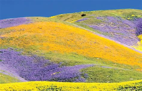 A temblor knocked down many of the buildings in the village. Mommy's Timeout: Carrizo Plain National Monument Temblor ...