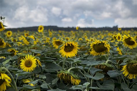 Sunflowers Field Free Stock Photo Public Domain Pictures